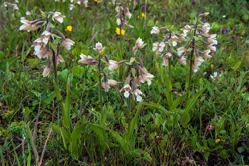 Epipactis palustris - © Charles Hipkin