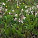 Epipactis palustris