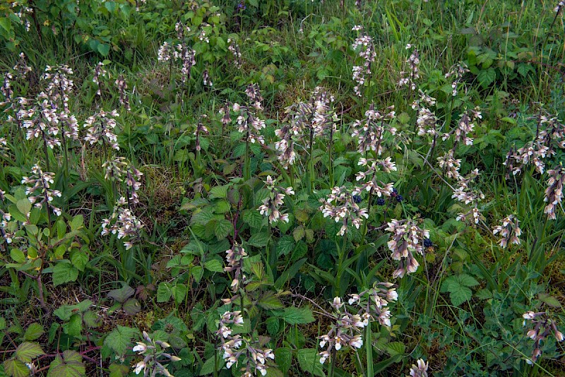 Epipactis palustris - © Charles Hipkin