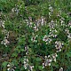 Epipactis palustris