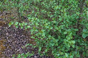 Alnus cordata Italian Alder