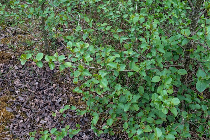 Alnus cordata - © Charles Hipkin