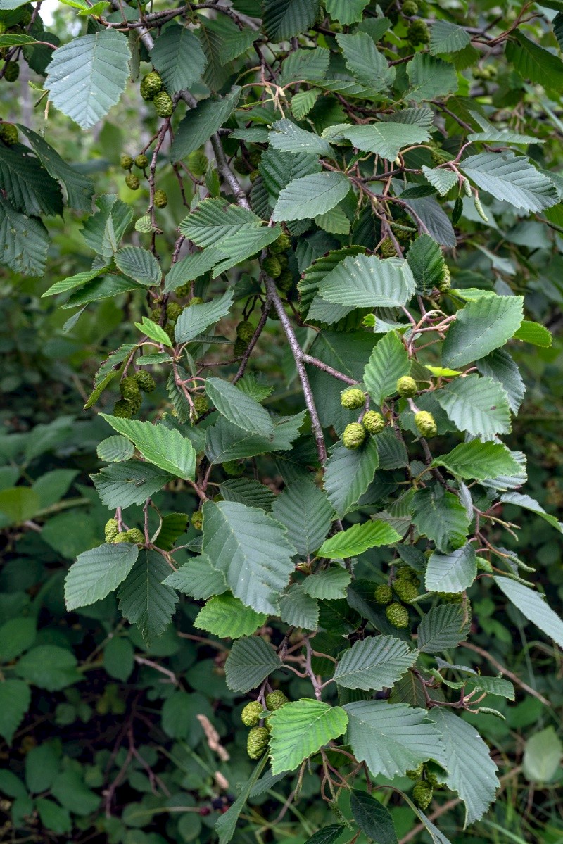 Alnus incana - © Charles Hipkin