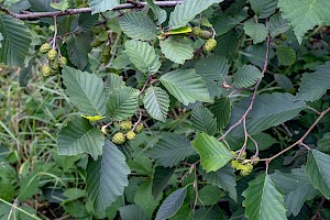 Alnus incana Grey Alder