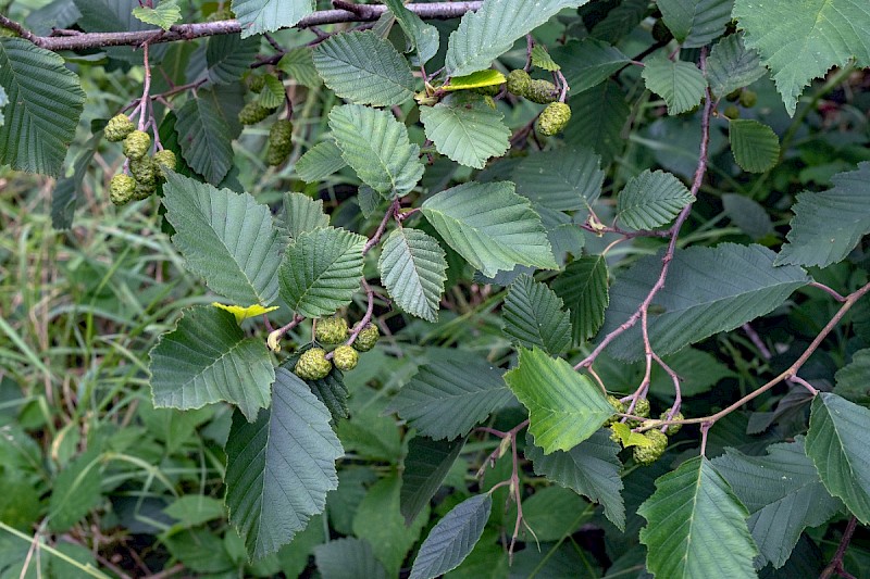 Alnus incana - © Charles Hipkin