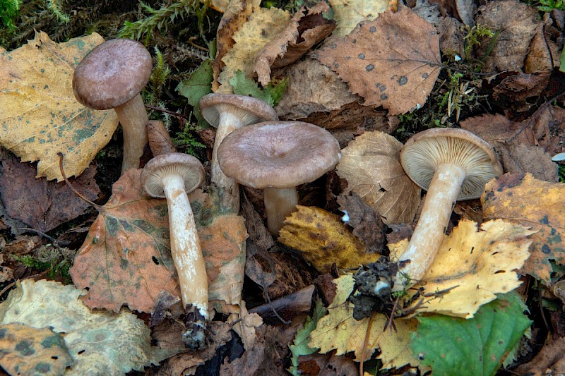 Lactarius glyciosmus - © Charles Hipkin