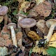 Lactarius glyciosmus