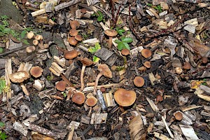 Agrocybe arvalis 