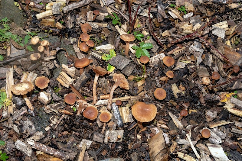 Agrocybe arvalis - © Charles Hipkin