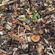 Agrocybe arvalis