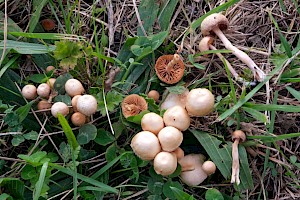 Agrocybe vervacti 