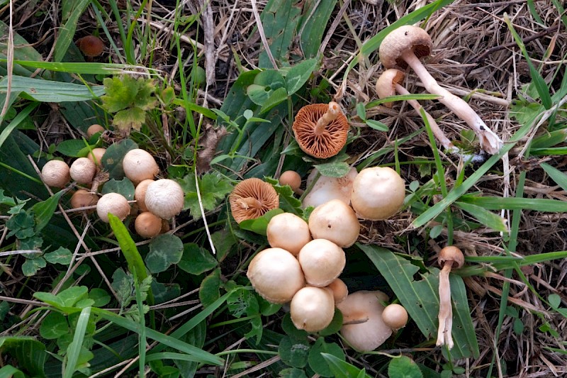 Agrocybe vervacti - © Charles Hipkin