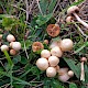 Agrocybe vervacti