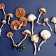 Agrocybe vervacti