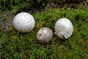 Bovista plumbea Grey Puffball