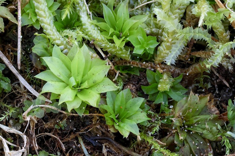 Rhodobryum roseum - © Barry Stewart