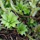 Rhodobryum roseum