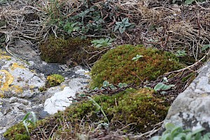 Bryum canariense Canary Thread-moss