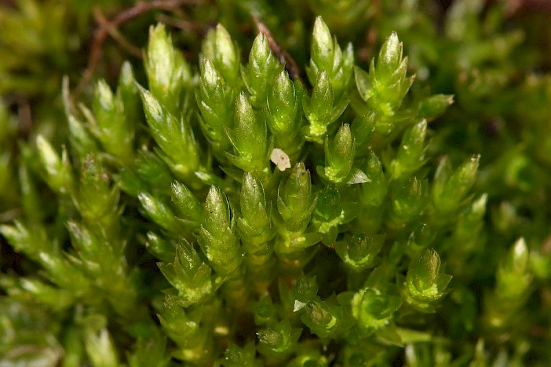 Bryum gemmiferum - © Barry Stewart