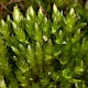 Bryum gemmiferum