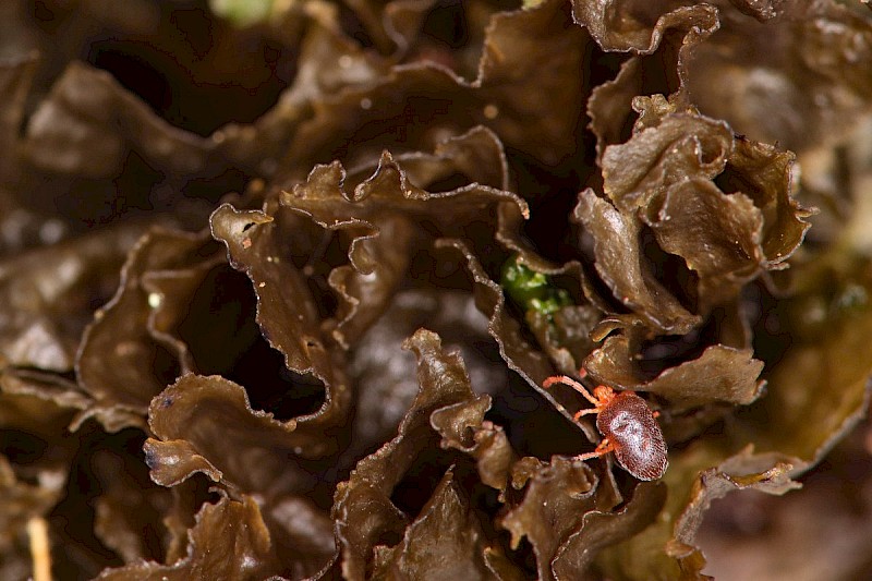 Leptogium britannicum - © Barry Stewart