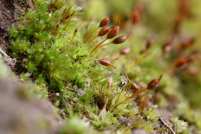 Tortula viridifolia - © Barry Stewart