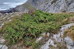 Cupressaceae (Taxodiaceae)