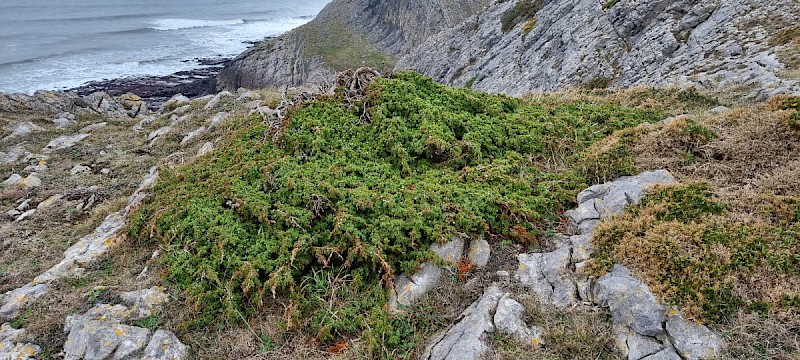 Juniperus communis - © Barry Stewart