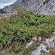 Juniperus communis