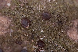 Placynthiella uliginosa Earthy Marsh Lichen