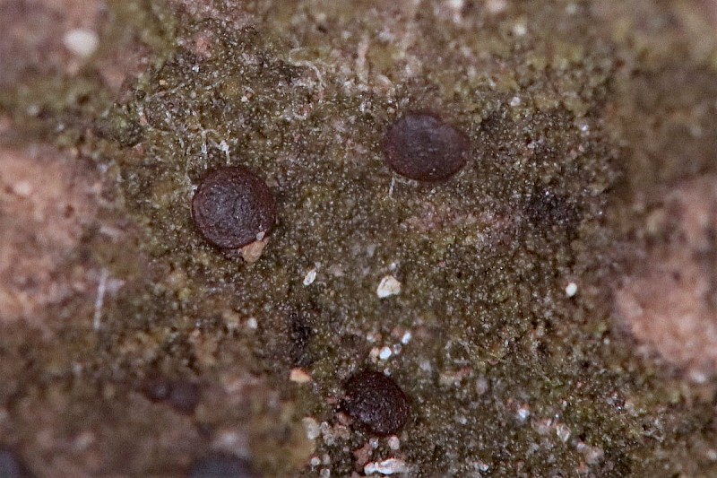 Placynthiella uliginosa - © Barry Stewart