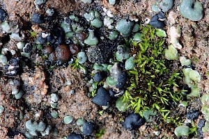 Thalloidima (Toninia) sedifolium Earth Wrinkes