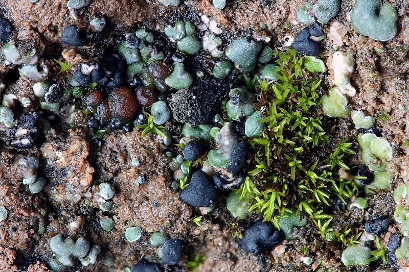 Thalloidima (Toninia) sedifolium - © Barry Stewart