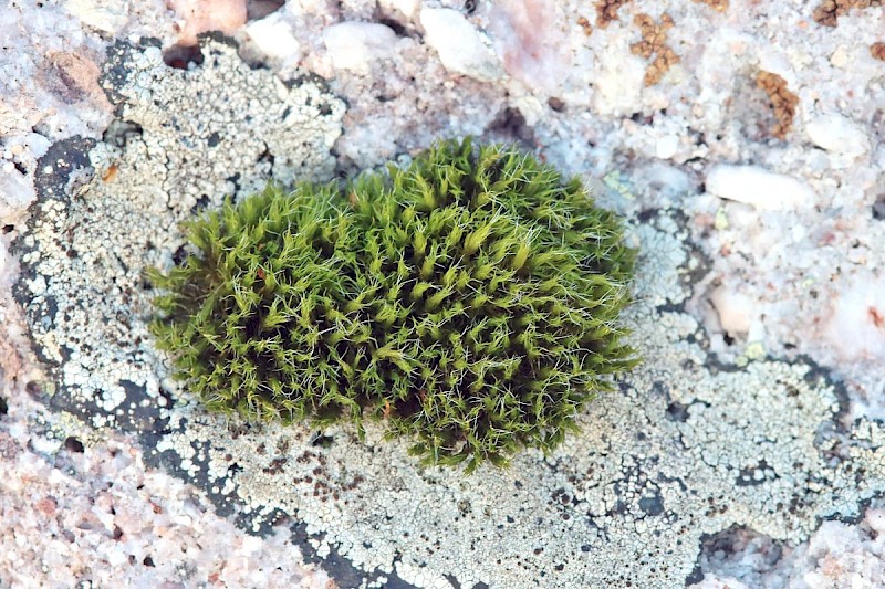 Grimmia trichophylla - © Barry Stewart