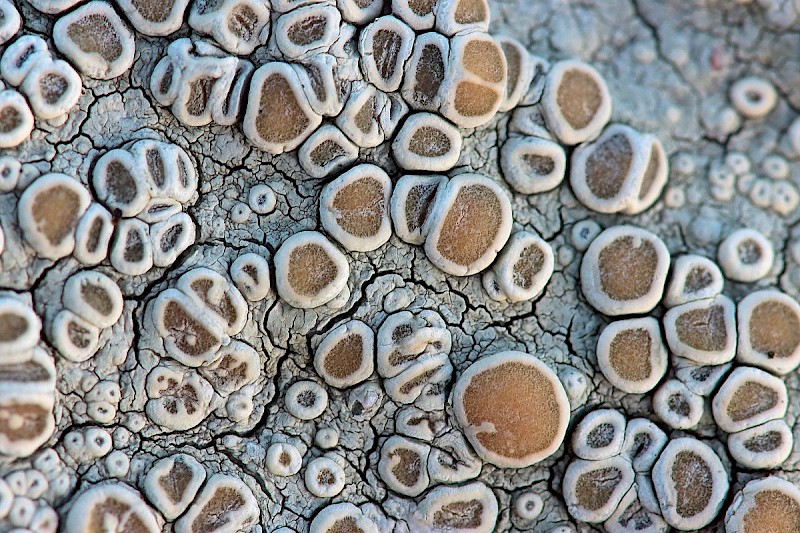 Ochrolechia tartarea - © Barry Stewart