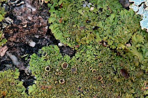 Anaptychia runcinata Fringe Lichen