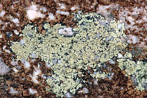 Lecanora polytropa Granite-speck Rim-lichen