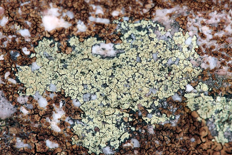 Lecanora polytropa - © Barry Stewart