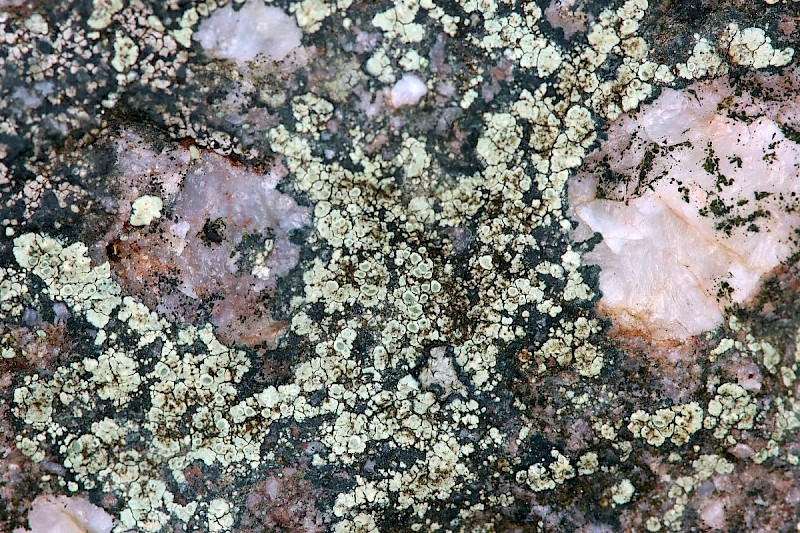 Lecanora polytropa - © Barry Stewart