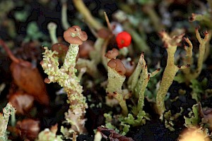 Cladonia peziziformis Turban Lichen