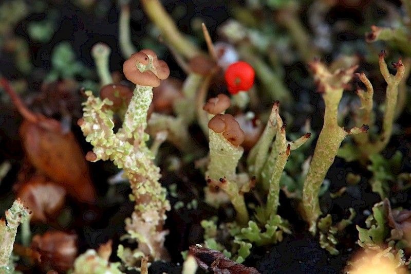 Cladonia peziziformis - © Barry Stewart