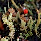 Cladonia peziziformis