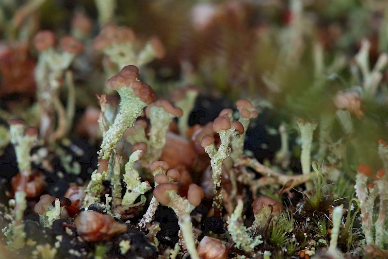 Cladonia peziziformis - © Barry Stewart