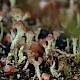 Cladonia peziziformis