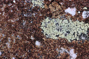 Acarospora fuscata Brown Cobblestone Lichen