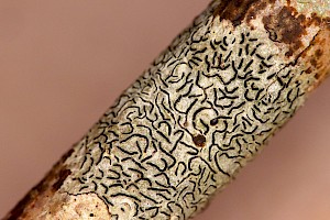 Graphis scripta Common Script Lichen