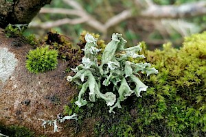 Ramalina canariensis 