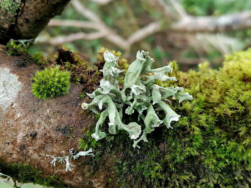 Ramalina canariensis - © Barry Stewart