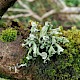 Ramalina canariensis