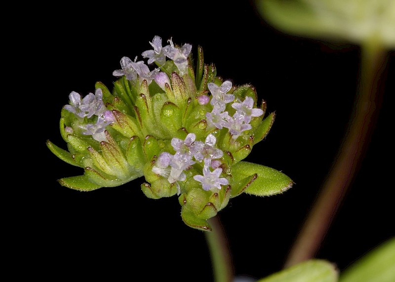 Valerianella carinata - © Barry Stewart